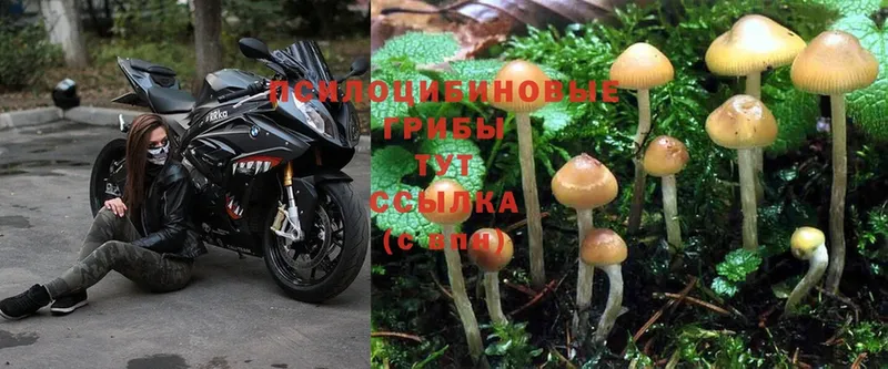 наркотики  Андреаполь  Псилоцибиновые грибы Psilocybine cubensis 